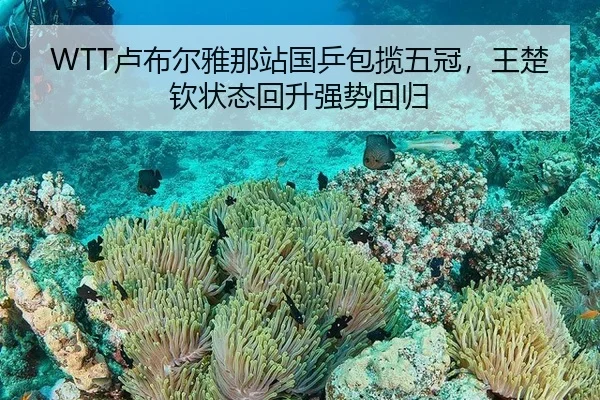 WTT卢布尔雅那站国乒包揽五冠，王楚钦状态回升强势回归